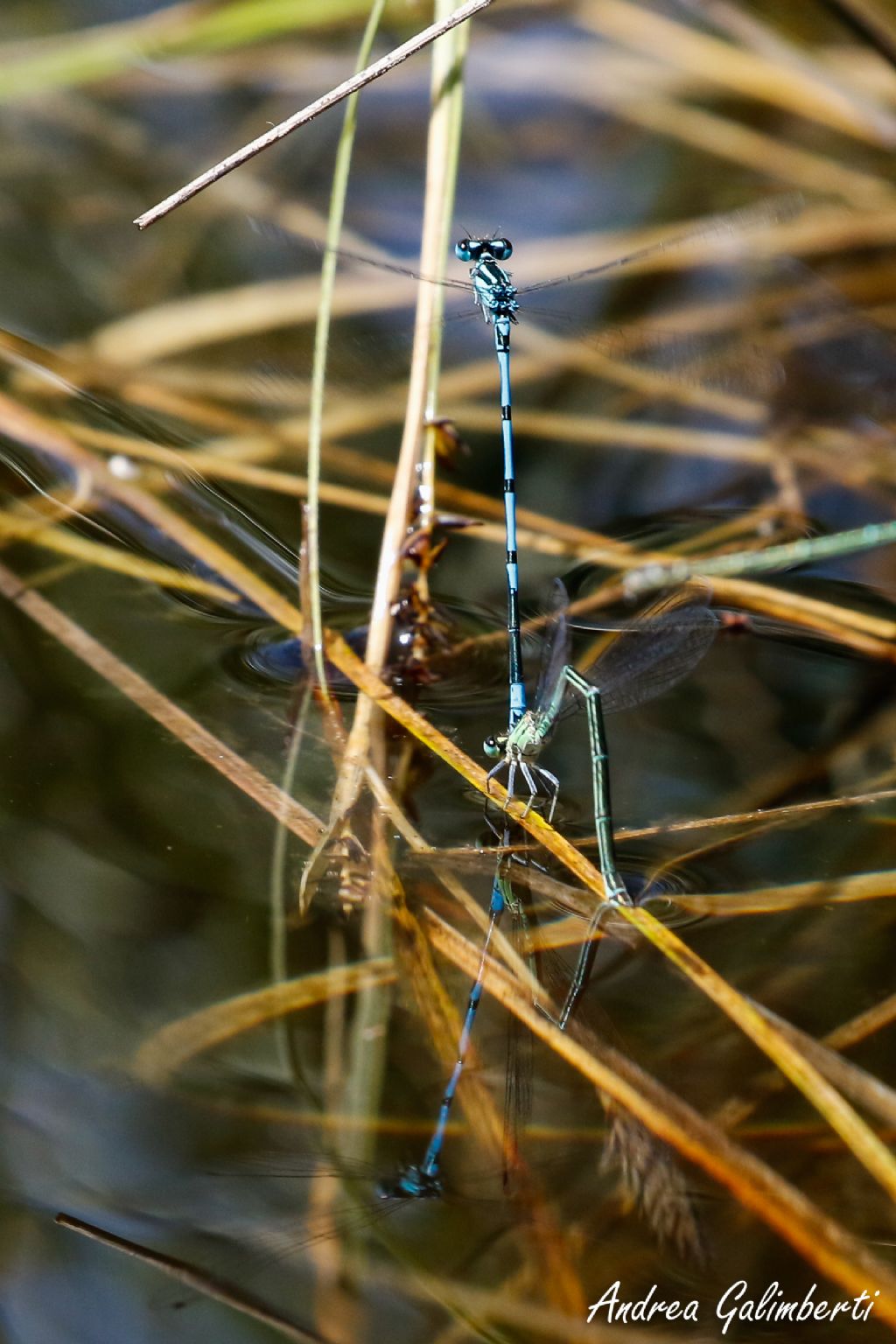 Coenagrion puella con strano pattern